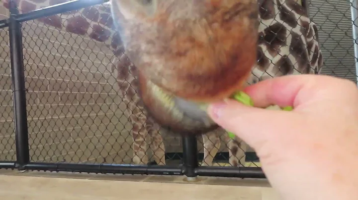Feeding Zuri, the Giraffe