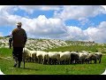 Пастух красавчик управляет овцами в Армении, город Горис \ shepherd in Armenia