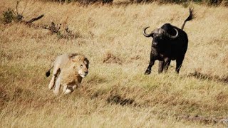 La Fortaleza del Búfalo - Leones vs Búfalos | Documental de Leones