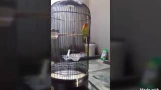 LOVEBIRD isyana Mr,arba | ekek 25detik