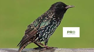 Common Starling Sound,  Bird Call for Pro Hunters