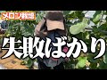 【ちょっと嫌な予感・・・】メロン栽培の雲行きが怪しくなってきました・・。【摘果】【害虫】【病気】