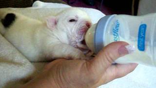 puppy drinking bottle