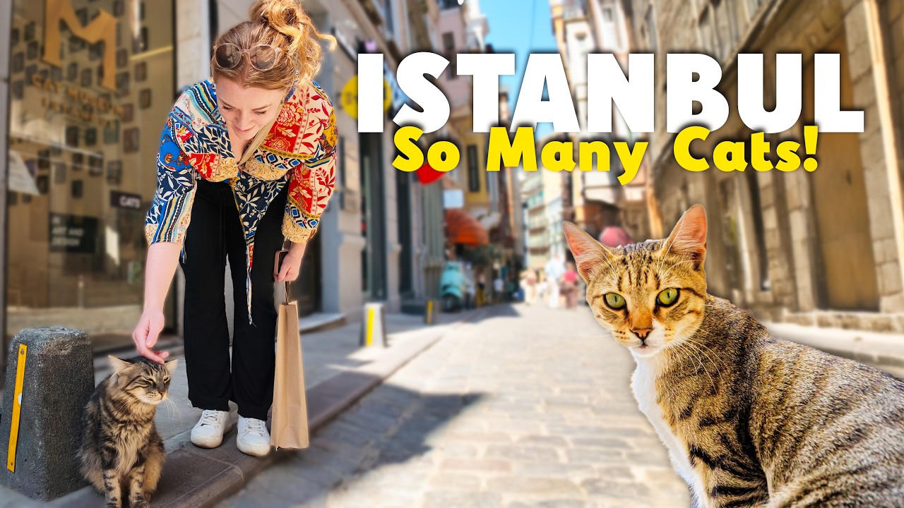 We Had No Plans in Istanbul, So We Chose to Follow the Cats – Video