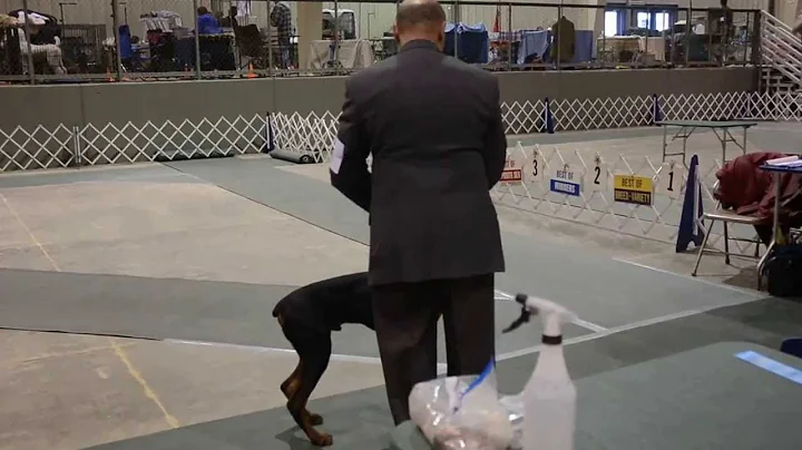 Akron Dog Show - Colt's first show