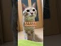 僕はちゃちゃまる🐱 I'm cyacyamaru #cat #ちゃちゃまる #catvideos #猫