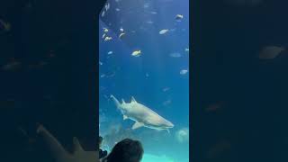 Shark at the Aquarium