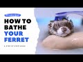 BEST METHOD - How to Correctly BATHE Your Ferret | Ferret Care