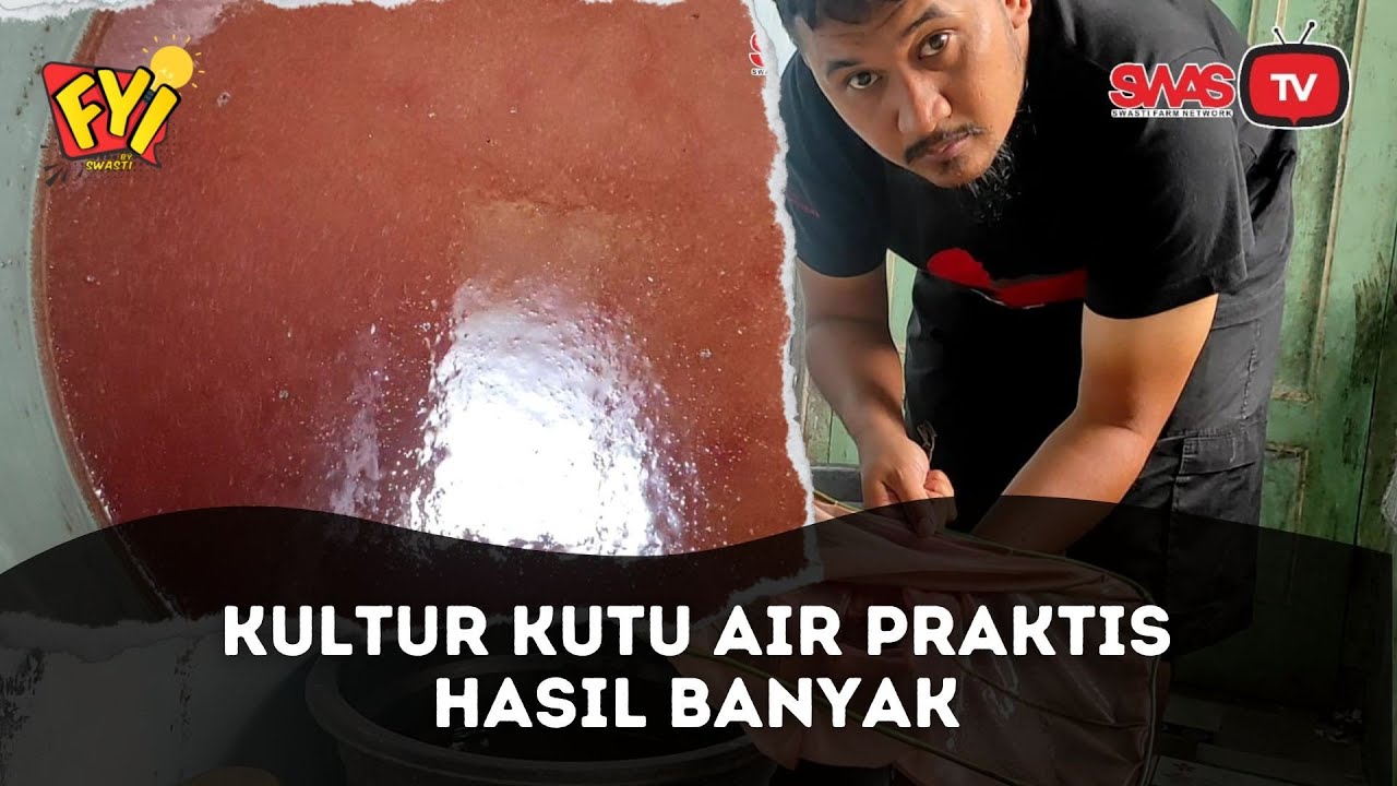 KULTUR KUTU AIR UNTUK IKAN GUPPY. PRAKTIS & HASIL MELIMPAH