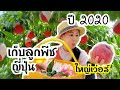 เก็บลูกพีช ญี่ปุ่น สดๆจากสวน ลูกใหญ่สะใจ