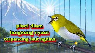 Download Lagu Pleci Bustomi Gacor Ngalas || Pancingan Penggacor Pleci Bahan Paling Ampuh Terbaru MP3 Download Lagu Pleci Bustomi Gacor Ngalas || Pancingan Penggacor Pleci Bahan Paling Ampuh Terbaru MP3