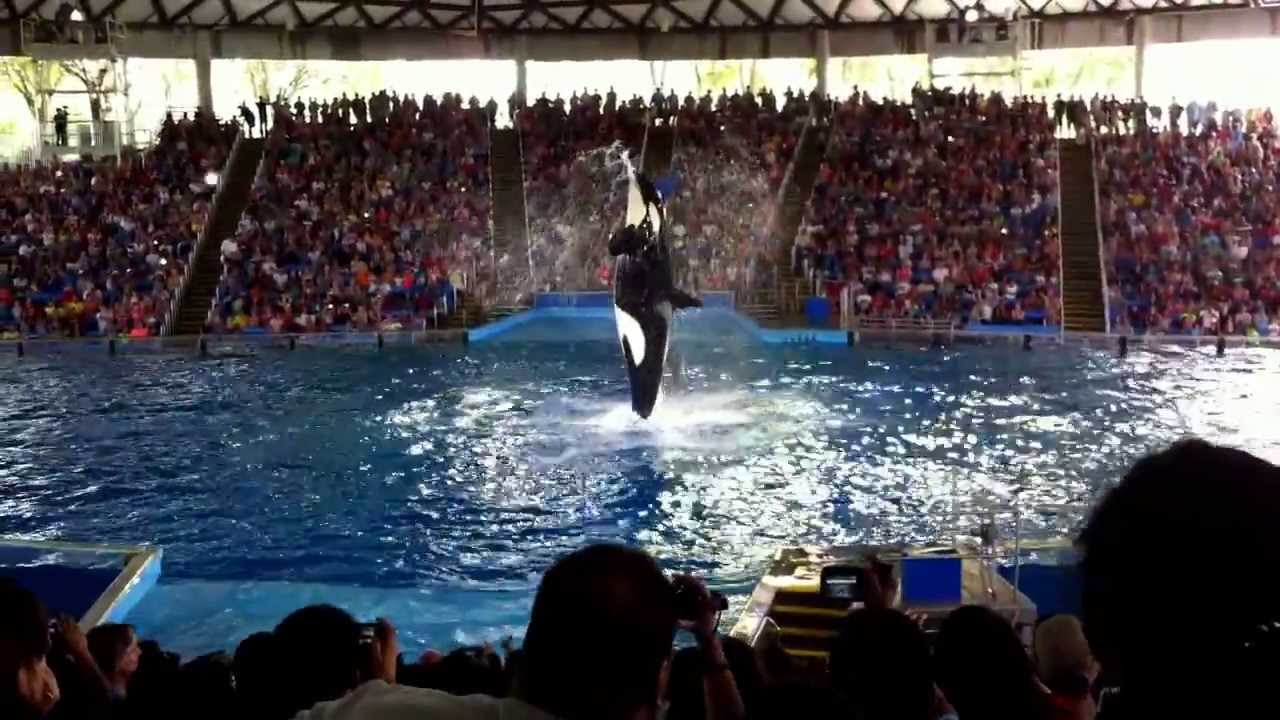 Shamu at sea world san Antonio jumps up from the water - YouTube