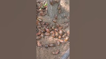 Thumbnail of amazing cicada life cycle