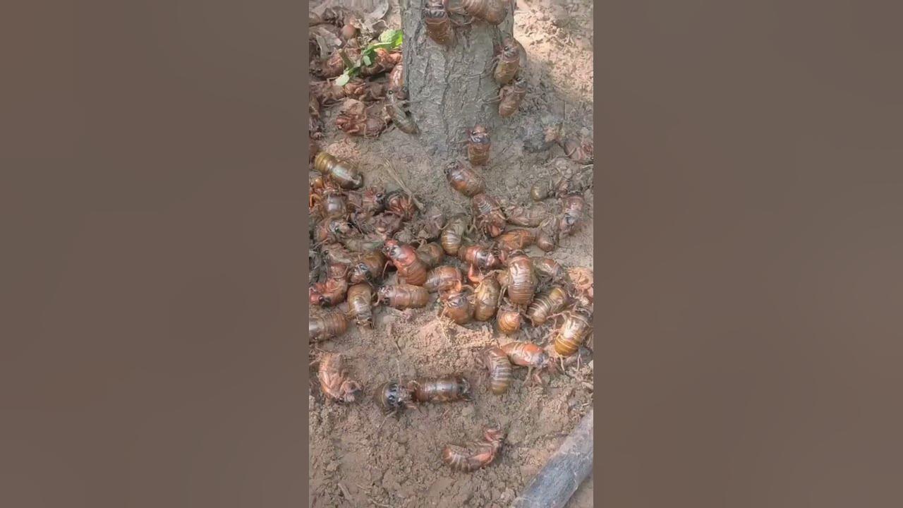 amazing cicada life cycle