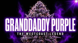 Granddaddy Purple: The Westcoast Strain That Dominated The Purple Market
