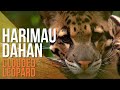 Harimau Dahan di Malaysia (Clouded Leopard in Malaysia)