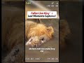 Lionking Wildlife Naturedrama Savannahstories Kingofbeasts Lionking Wildlife Naturedrama Savannahstories Kingofbeasts
