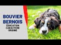 Bouvier bernois   caractre dressage ducation prix de cette race de chien