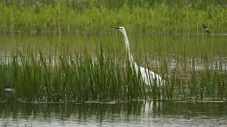 Great White Egret (Ardea alba) (aka Great Egret), RSPB Ham Wall, Somerset with Sand Martin.