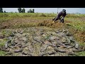 Best Catching A lot Catfish &amp; snakehead Fishing in Dry Season - Unique Fishing Underground &amp; Grass