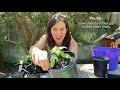 How to repot weed seeds | Leafly Homegrow Series
