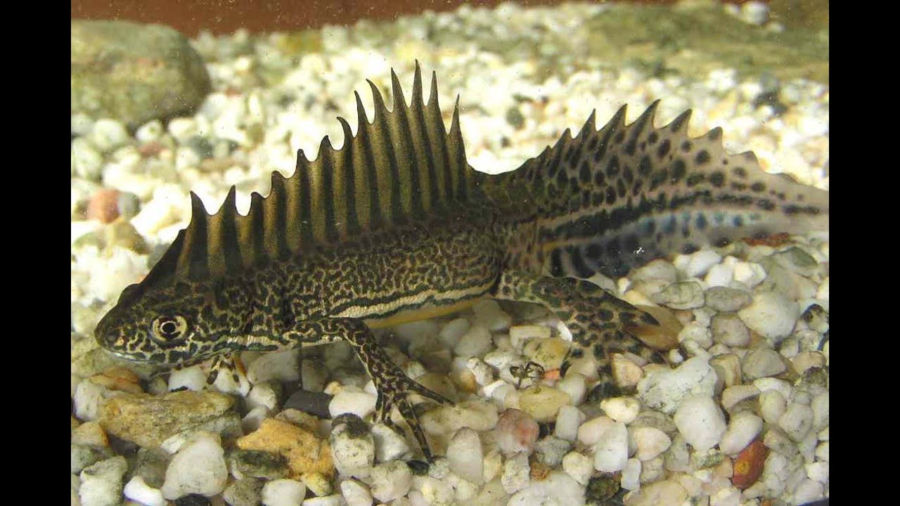 Малоазиатский тритон