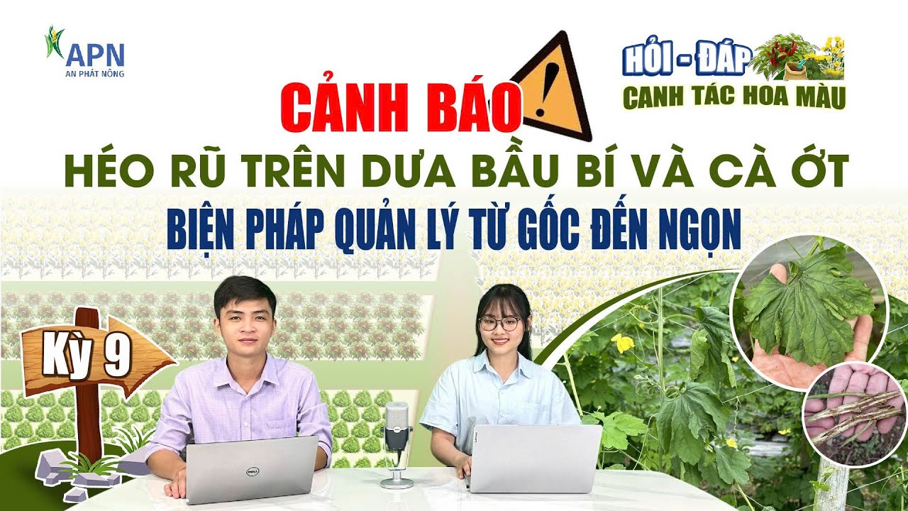 APN - HÉO XANH, HÉO VÀNG, HÉO RŨ TRÊN CÀ ỚT VÀ DƯA BẦU BÍ | GIẢI PHÁP QUẢN LÝ TỪ GỐC ĐẾN NGỌN