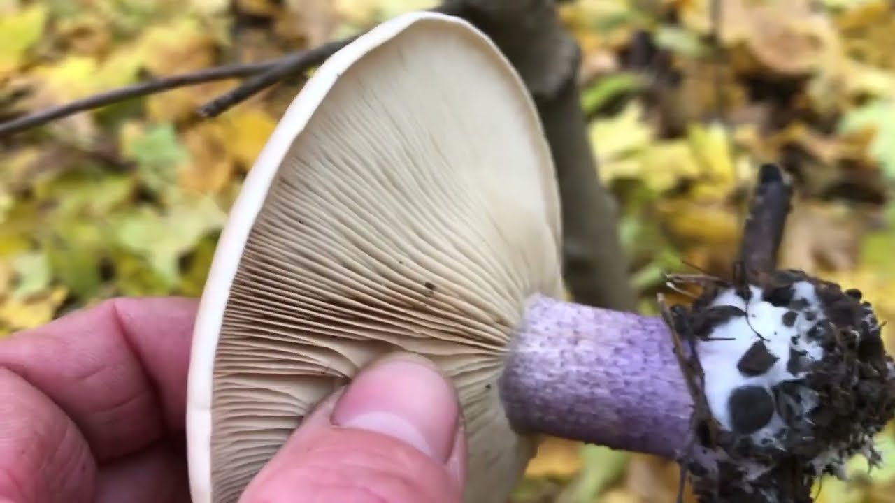 Осінні гриби масово почали з'являтись у лісах Вінниччини