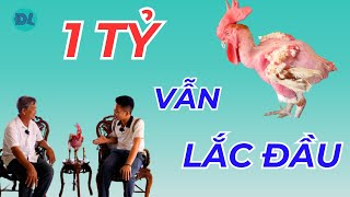 Chú gà đột biến hô 1 tỷ chủ vẫn lắc đầu  ĐỘC LẠ BÌNH DƯƠNG