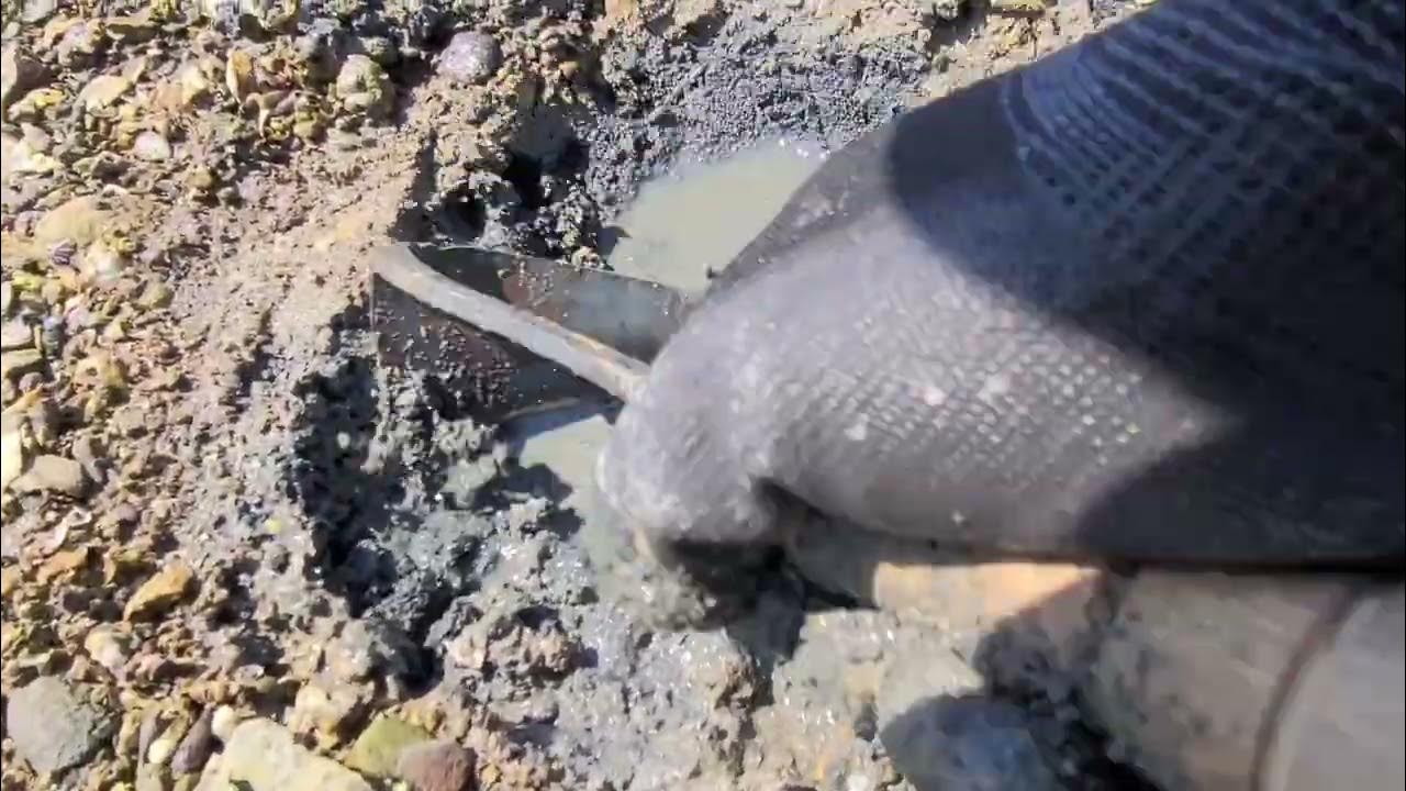 갯벌 바지락 캐기 / 왕초보의 저조한 바지락 수확 /할머님의 탄식 Digging Korean clams YouTube