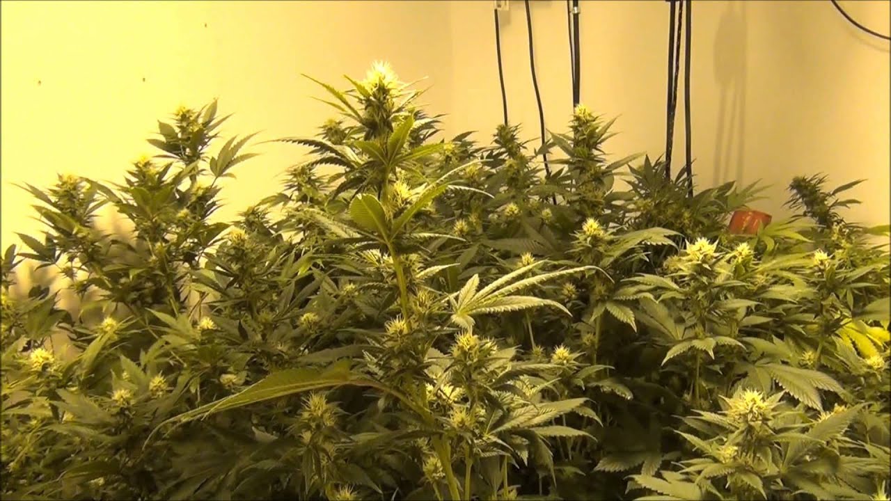 Bud Cruz - WeedWizard 12192013