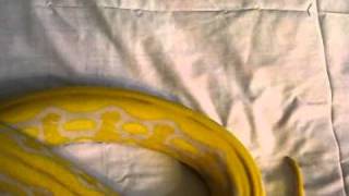 UPDATE on TANK lavender albino tiger retic