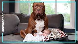 Dogs protecting Babies from DANGER. || Monkoodog