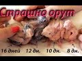 Когда можно брать на руки птенцов попугаев Когда трогать  Страшно орут