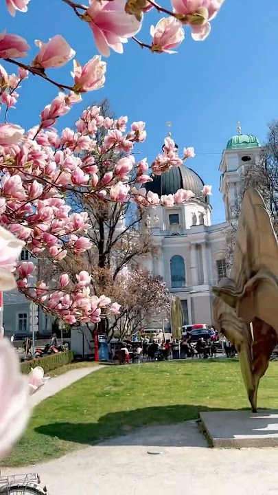 Magnolia trees in Salzburg 🌸