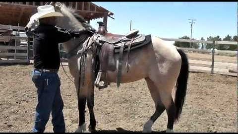 How to Mount & Dismount a Horse Correctly & Safely