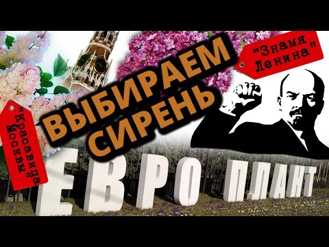 Video: Леонид Алексеевич Колесников - сирень өстүрүүчү