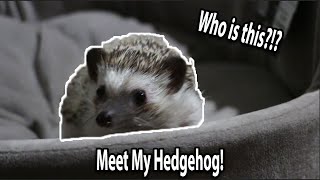 MEET MY HEDGEHOG! || Short Intro
