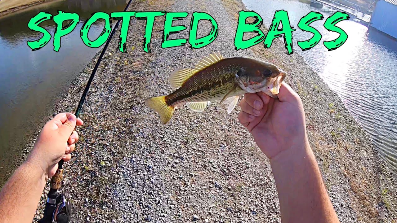 Catching More Spotted Bass YouTube