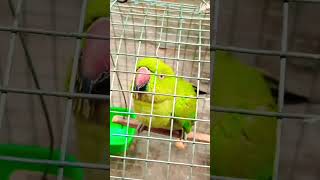 तोते को बोलना कैसे सिखाये | बोलने वाला तोता | #talkingparrot​ #bolnewalatota​ #training​ #mitthu​
