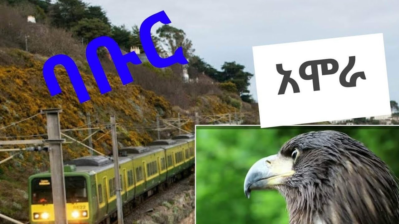 🛑በህልም #አሞራ #ነጭ_እባብ #ባቡር እና ሌሎችም የበርካታ ህልሞች ፍቺ ✍️