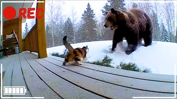 Brave Cat 🐈 Vs Angry Bear 🐻 Caught on camera CCTV (Ep.3)