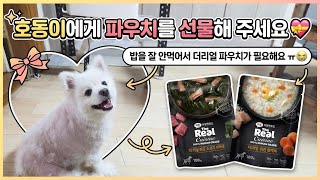 호동이에게 파우치를 선물해 주세요🙏🏻🎁#강아지 #사지말고입양하세요 #입양하세요 #입양홍보 #유기견 #유기견보호소 #하림 