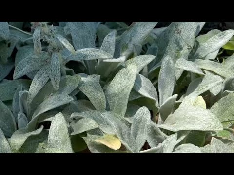 Стахис, чистец шерстистый или овечьи ушки!