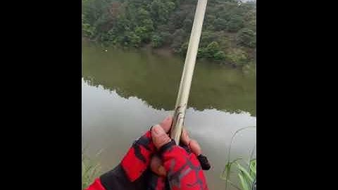 Rít cước nhưng này có phê không cá bác.câu cá trắm đen #cauca #caudai