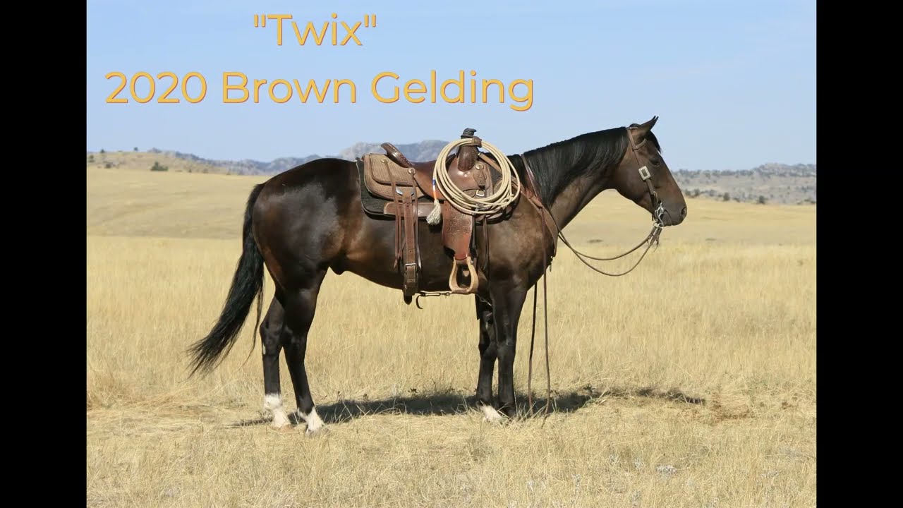 Twix: 2020 Brown Gelding for Sale | Ranch Ready! | Trail Safe