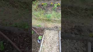 Boden lockern, erspart gießen 🌿💚