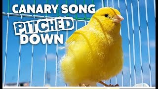 Canary Singing In Slow Motion - Sounds Like A Car Alarm screenshot 5