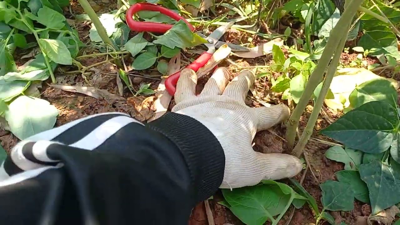 25 กุมภาพันธ์ ค.ศ. 2026