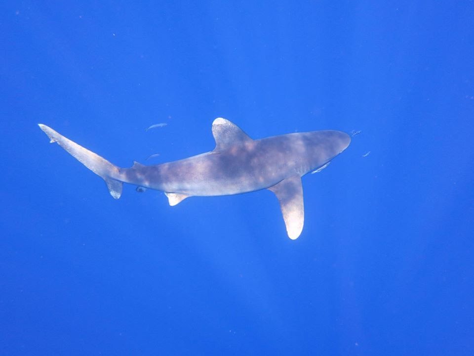20160515 粟国島 ヨゴレ Oceanic whitetip shark - YouTube